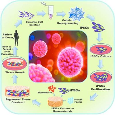  Alginate: Een wonderbaarlijke biocompatibele matrix voor tissue engineering en drug delivery!