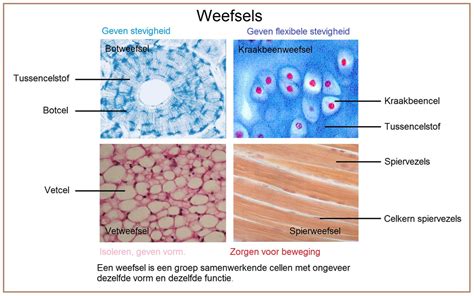 Cocose Vezels Voor Draadproductie En Weefsels! Een Diepgaande Kijk!