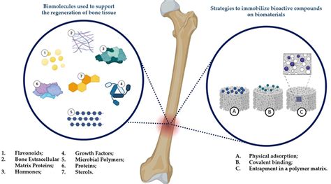  Hydroxyapatiet: Een Revolutionaire Biomateriaal voor Botreparatie en Regeneratie?