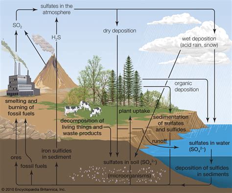  Sulfide: Een Gevaarlijke, Maar Essentiële Bron van Energie?